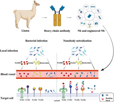 Single Domain Antibody application in bacterial infection diagnosis and neutralization